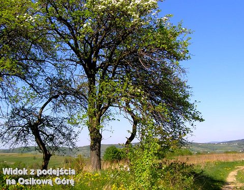 Draganowa — fotografia 33